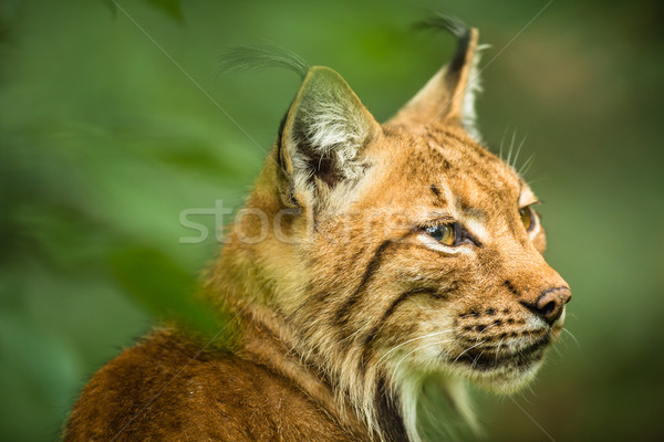 Eurasian Lynx Stock photo © lightpoet