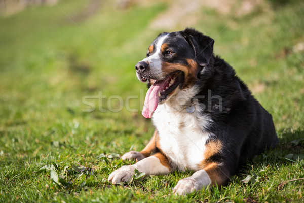Berneński pies pasterski szczęśliwy tle lata zielone zwierząt Zdjęcia stock © lightpoet