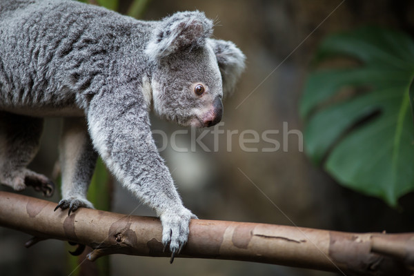 Koala on a tree with bush green background Stock photo © lightpoet