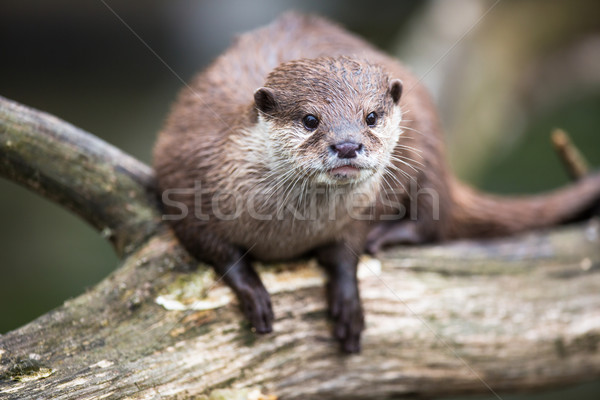 An oriental small-clawed otter / Aonyx cinerea /  Stock photo © lightpoet