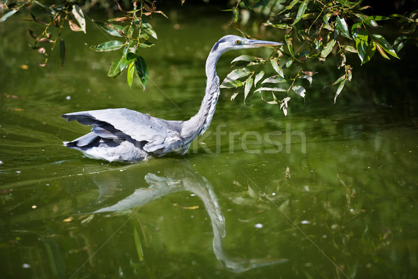 Grey Heron (Ardea cinerea)  Stock photo © lightpoet