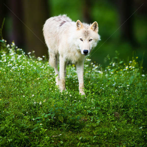 Arctic Wolf (Canis lupus arctos) aka Polar Wolf or White Wolf -  Stock photo © lightpoet