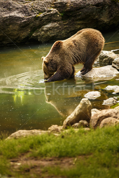 Brown bear considering taking a bath Stock photo © lightpoet