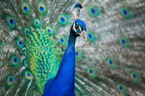Splendid peacock with feathers out Stock photo © lightpoet