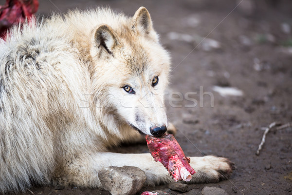 オオカミ 極地の 白 空 眼 ストックフォト © lightpoet