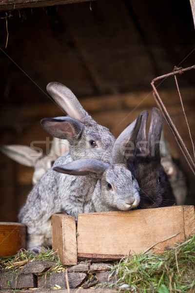 Stockfoto: Jonge · konijnen · uit · europese · konijn · voorjaar