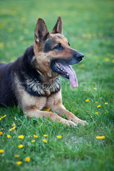 Foto d'archivio: Intelligente · pastore · cane · primavera · erba · attesa