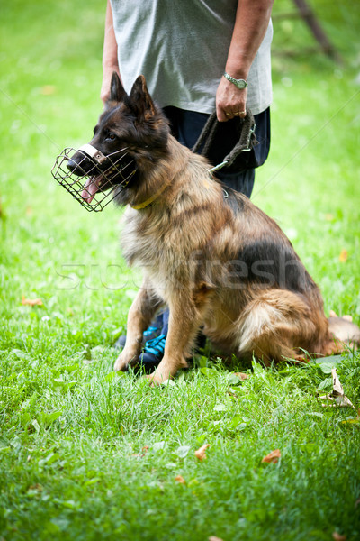 Mester engedelmes kutya kutyakiképzés központ juhász Stock fotó © lightpoet