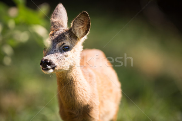 Young Roebuck (capreolus capreolus)  Stock photo © lightpoet