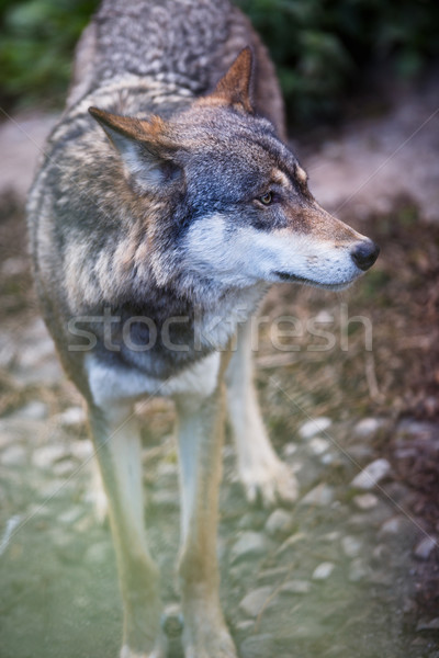 Wolf Auge Natur Schnee Winter Hunde Stock foto © lightpoet