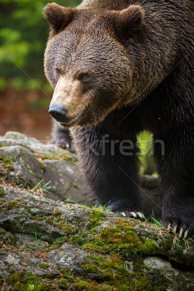 Stock photo: Brown bear (Ursus arctos)