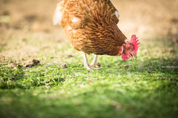 Hen in a farmyard (Gallus gallus domesticus)  Stock photo © lightpoet