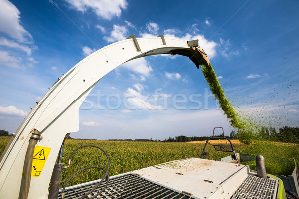 Modern combine harvester unloading green corn into the trucks Stock photo © lightpoet