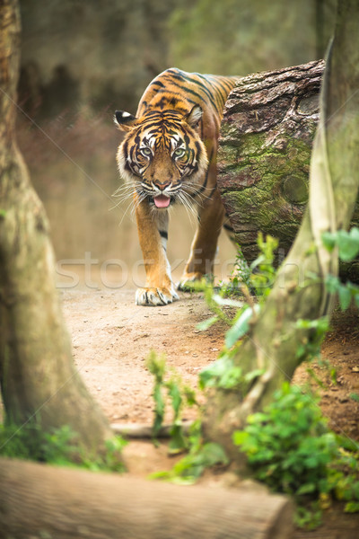 Closeup of a Siberian tiger also know as Amur tiger  Stock photo © lightpoet