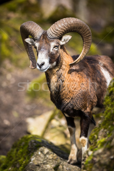 The mouflon (Ovis orientalis) Stock photo © lightpoet