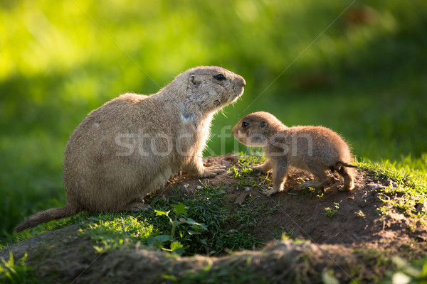 Cute black tailed prairie dog with a youngster (Cynomys ludovici Stock photo © lightpoet