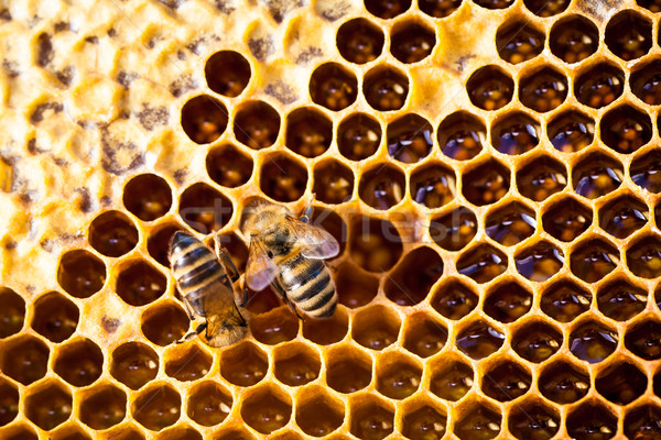 Macro tiro abejas panal jardín marco Foto stock © lightpoet
