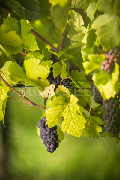 Large bunches of red wine grapes hang from an old vine  Stock photo © lightpoet