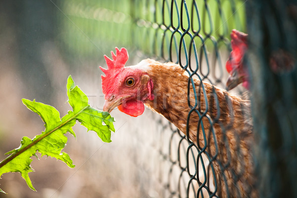 Foto stock: Gallina · ojo · naturaleza · pollo · granja · rojo