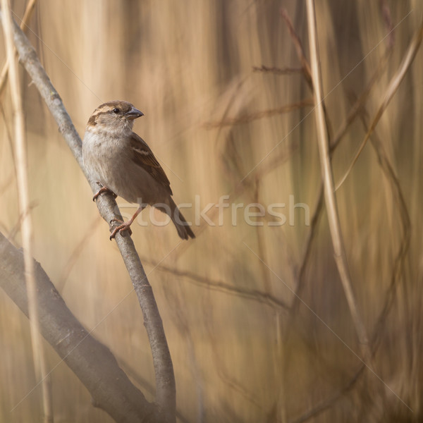House Sparrow (Passer domesticus) Stock photo © lightpoet