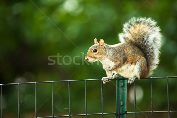 Wschodniej szary wiewiórki lasu tle czerwony Zdjęcia stock © lightpoet