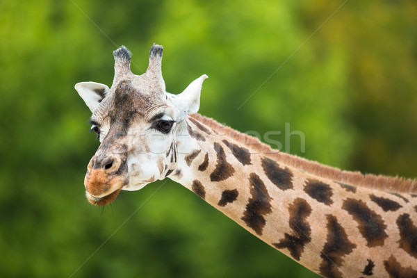 Giraffe (Giraffa camelopardalis) Stock photo © lightpoet