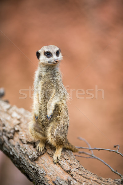 Watchful meerkat standing guard Stock photo © lightpoet