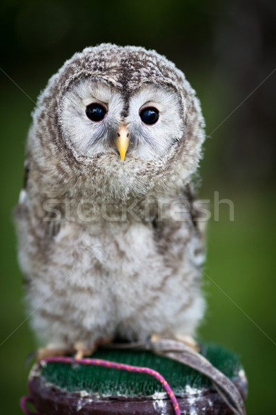 Close up of a baby Tawny Owl (Strix aluco) Stock photo © lightpoet