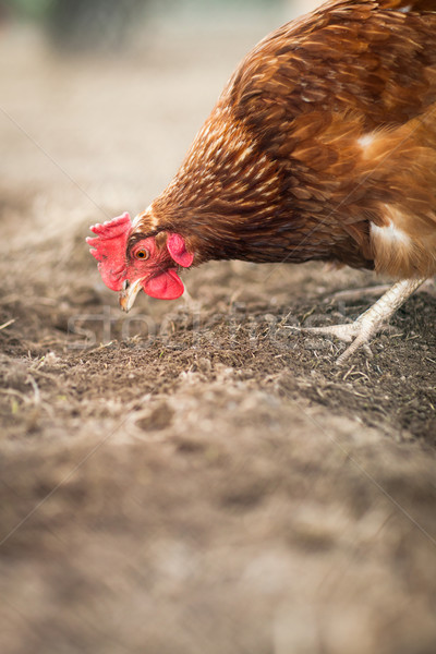 Galinha olho natureza frango fazenda Foto stock © lightpoet