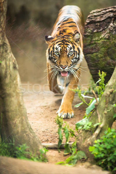 Stock photo: Closeup of a Siberian tiger also know as Amur tiger 