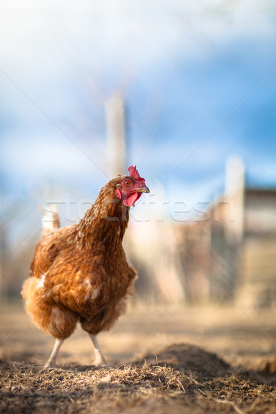 Foto stock: Primer · plano · gallina · ojo · naturaleza · pollo · granja