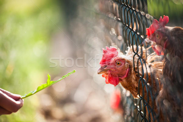 Kura oka kurczaka gospodarstwa czerwony mięsa Zdjęcia stock © lightpoet