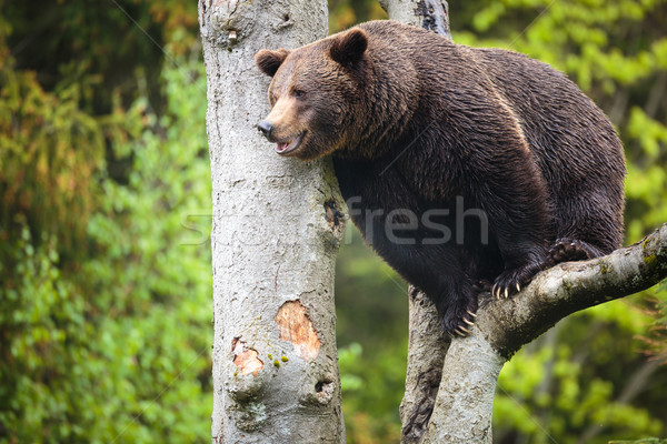 Braunbär Baum sunrise Porträt schwarz Welle Stock foto © lightpoet