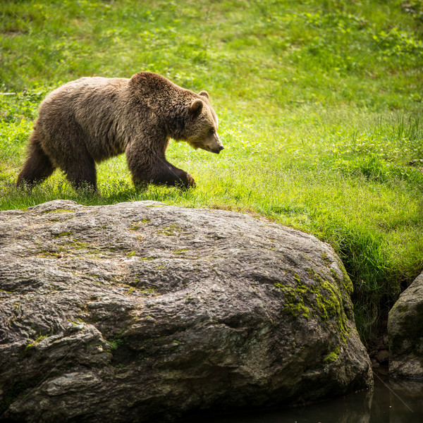 Niedźwiedź brunatny drzewo tle Świt ponosi zwierząt Zdjęcia stock © lightpoet