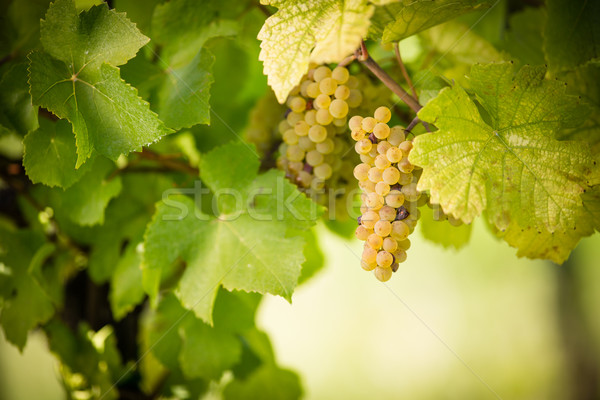 Large bunches of white wine grapes hang from an old vine  Stock photo © lightpoet