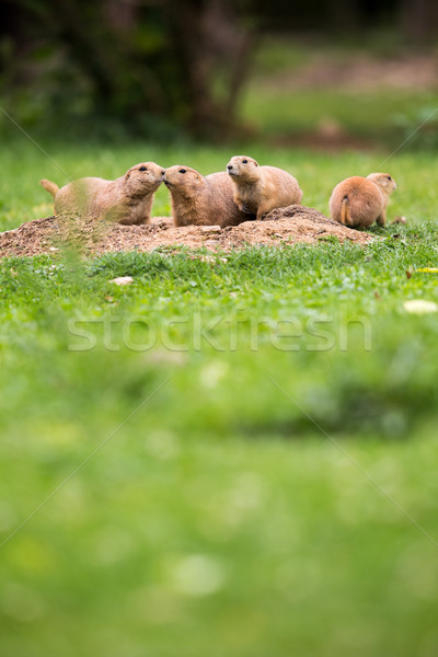 Black tailed prairie dogs (Cynomys ludovicianus) Stock photo © lightpoet