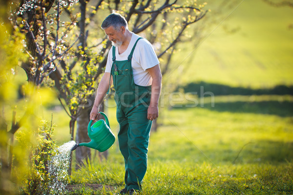 portrait of a senior man gardening in his garden  Stock photo © lightpoet