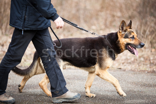 Master and his obedient (German Shepherd) dog Stock photo © lightpoet