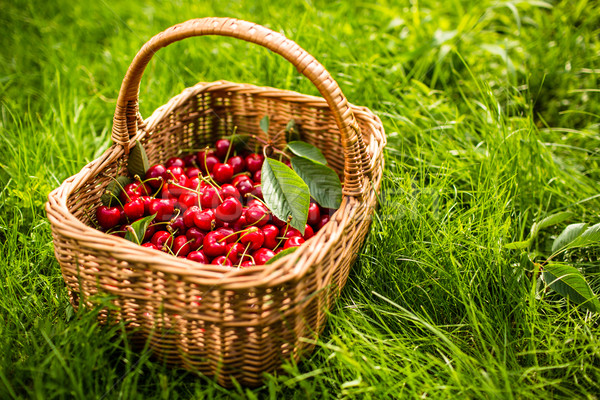 Freshly picked cherries in a basket in the garden Stock photo © lightpoet