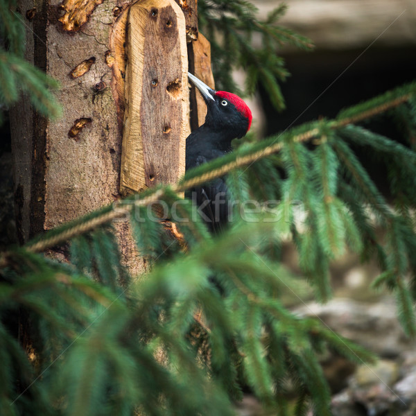 Black Woodpecker (Dryocopus martius) Stock photo © lightpoet