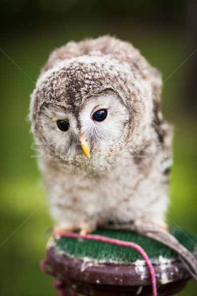 Stock photo: Close up of a baby Tawny Owl (Strix aluco)