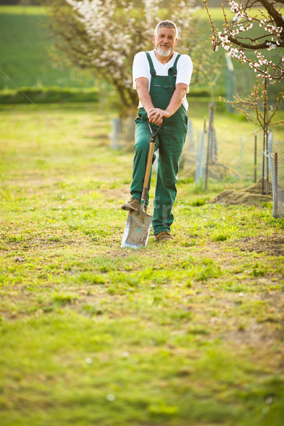 Portrait of a handsome senior man gardening in his garden Stock photo © lightpoet