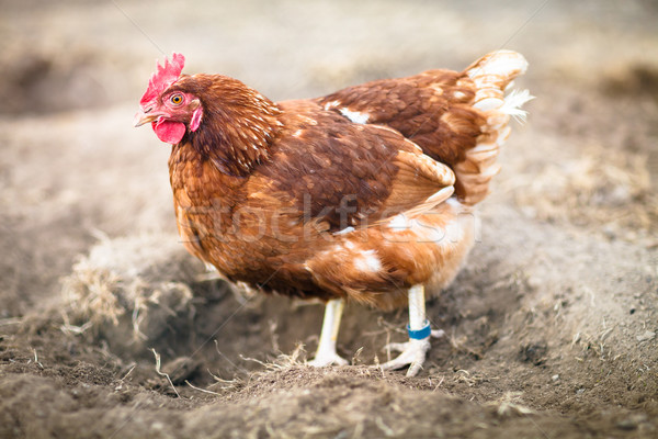 Closeup of a hen in a farmyard (Gallus gallus domesticus)  Stock photo © lightpoet