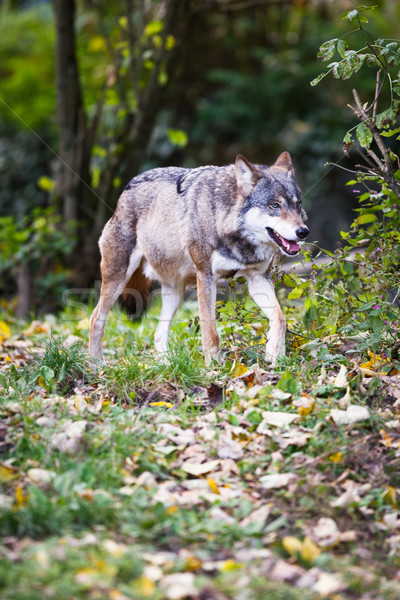 Wolf oog natuur sneeuw winter honden Stockfoto © lightpoet