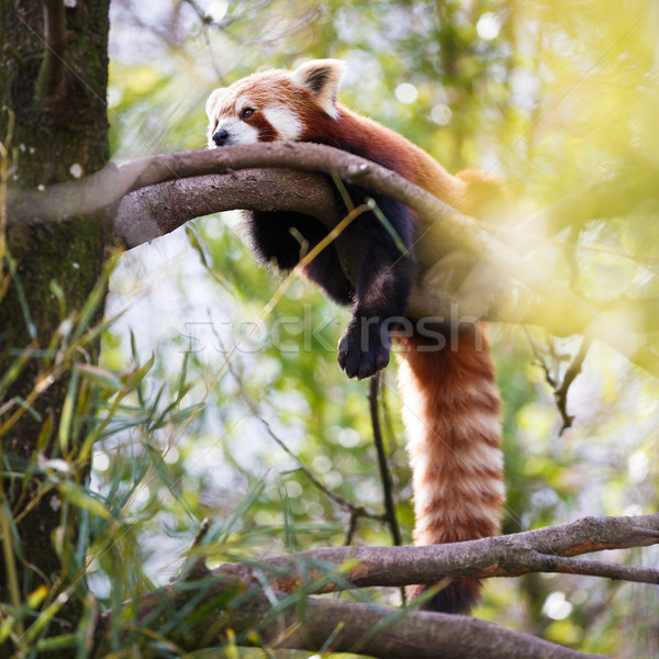 Rosso panda splendente cat albero foglie Foto d'archivio © lightpoet