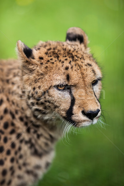 Cheetah gras ogen natuur portret zwarte Stockfoto © lightpoet