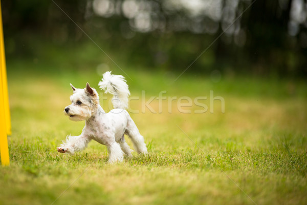 Foto stock: Bonitinho · pequeno · cão · três · de · um · tipo · corrida