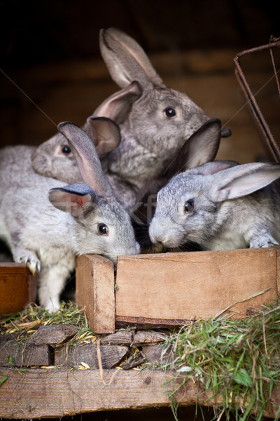 Jungen Kaninchen heraus Kaninchen Frühling Stock foto © lightpoet