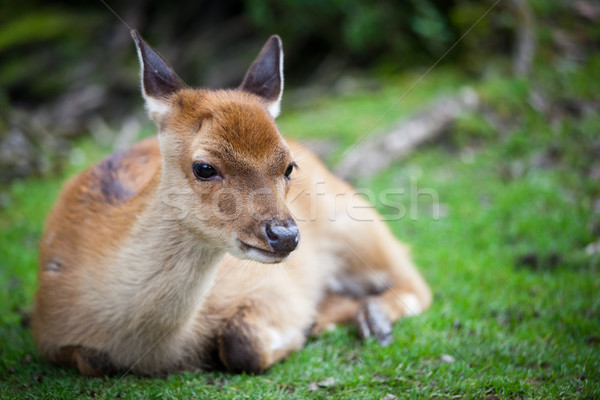 sika deer (lat. Cervus nippon) doe Stock photo © lightpoet