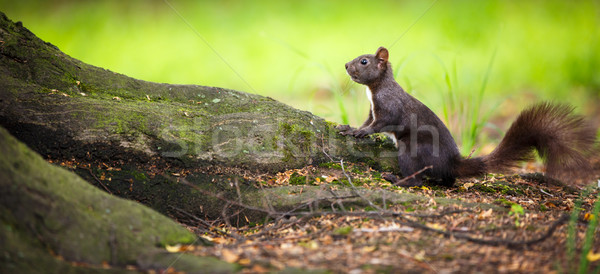 Closeup of a red squirrel (Sciurus vulgaris) Stock photo © lightpoet